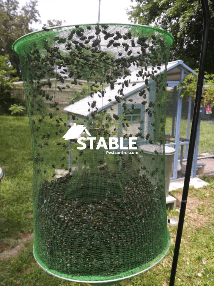 Fly Trap
